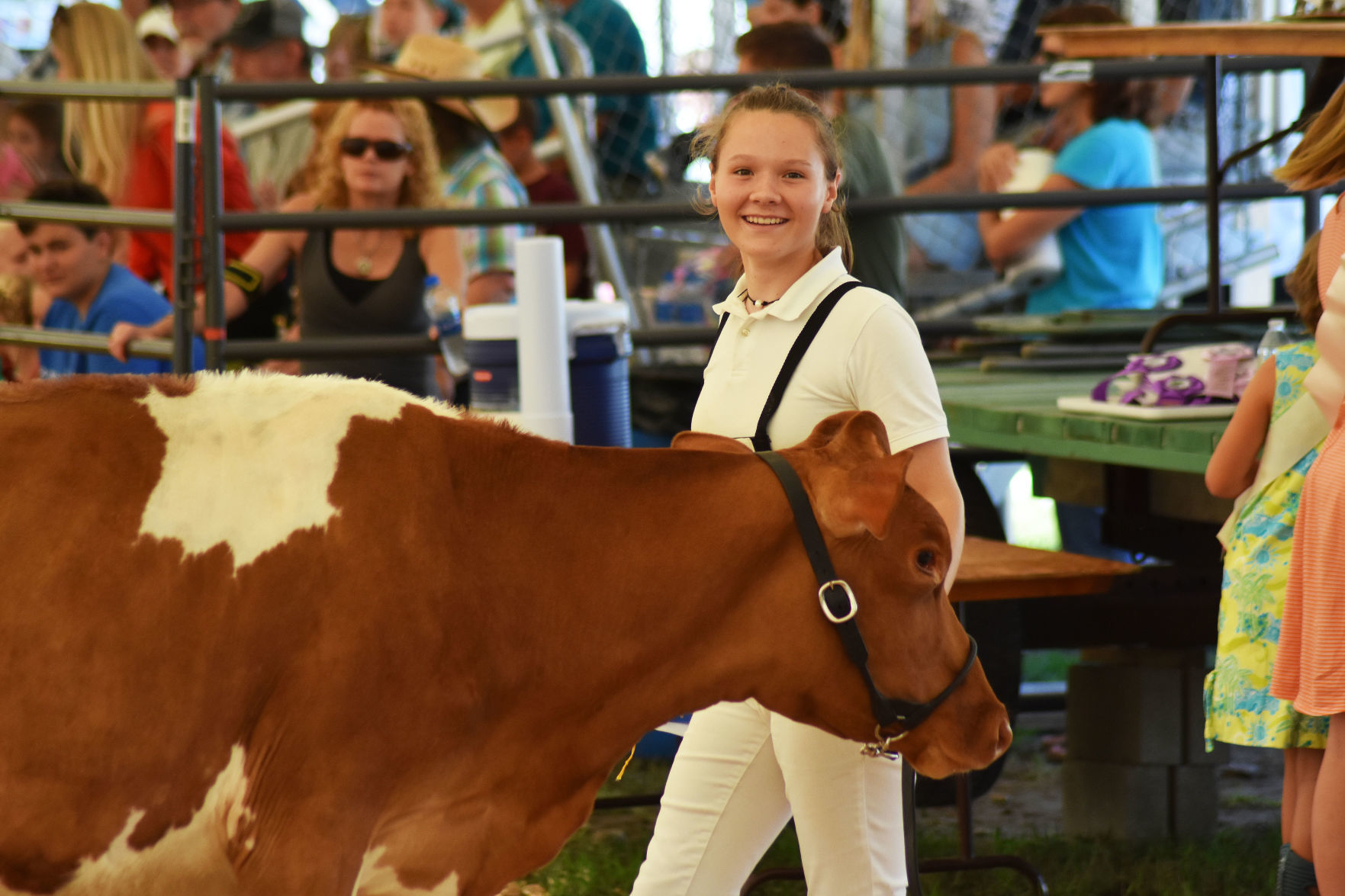 Animals at the Washington County Fair